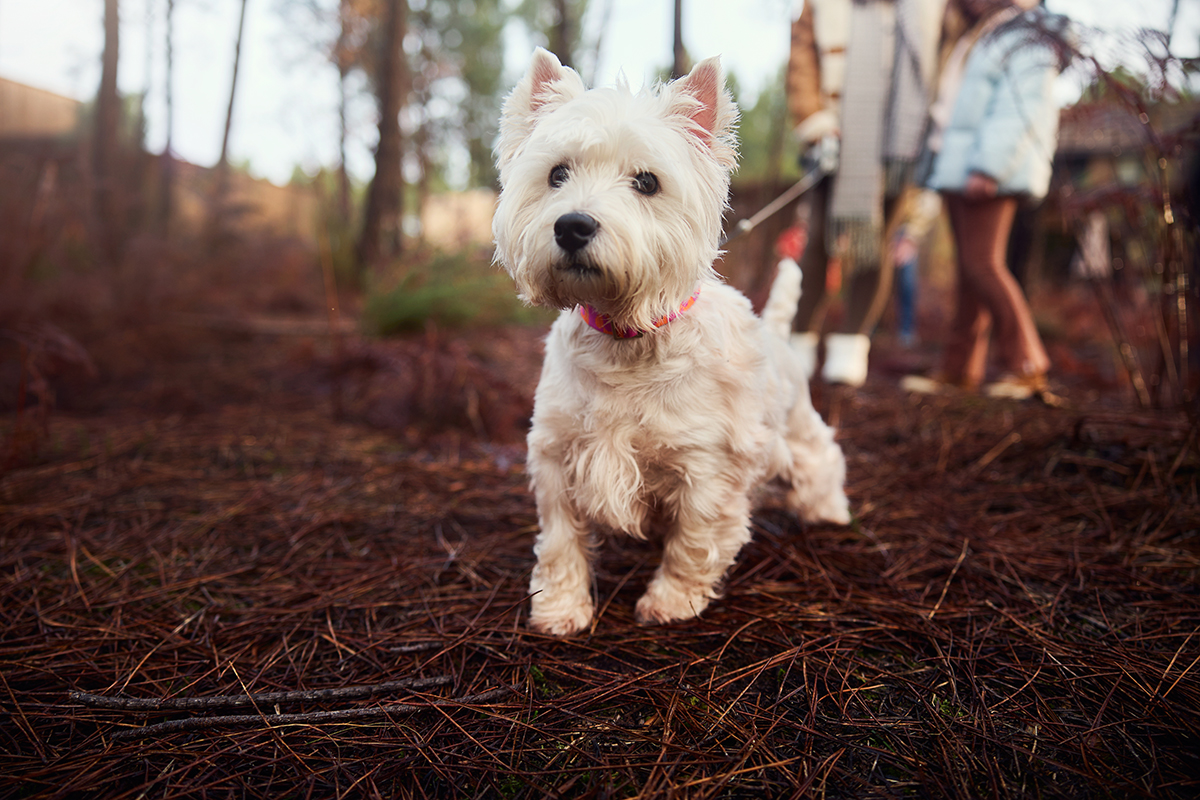 Mit dem Hund in einen Ferienpark | Ferienpark-Führer.de