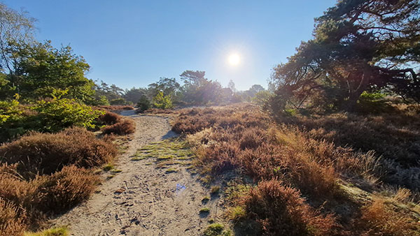 Naturschutzgebiet De Veluwe bei Otterloo