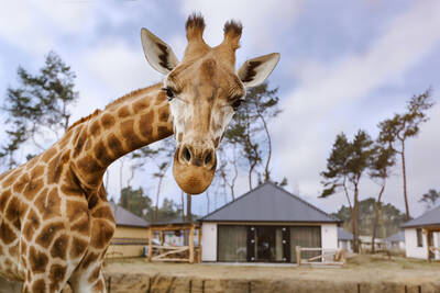 Eine Giraffe auf einer Tierwiese in einer Lodge im Safari Resort Beekse Bergen