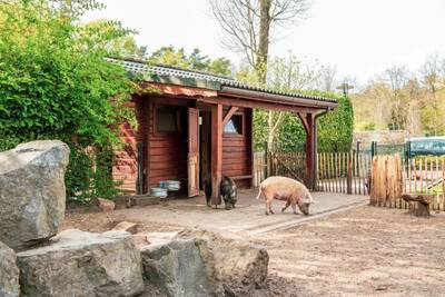 Zwei Schweine auf der Weide im Ferienpark Europarcs de Achterhoek