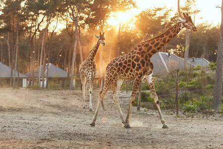 Giraffen rennen durch die Savanne, vorbei an den Lodges im Safari Resort Beekse Bergen