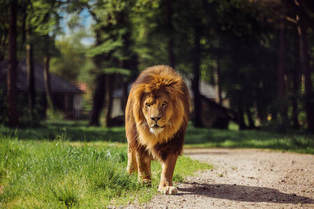 Ein Löwe spaziert auf einer Tierwiese vor den Lodges im Safari Resort Beekse Bergen