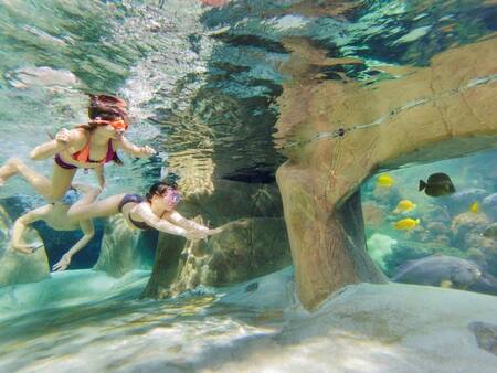 Schnorcheln Sie zwischen den subtropischen Fischen im Aqua Mundo des Center Parcs De Vossemeren