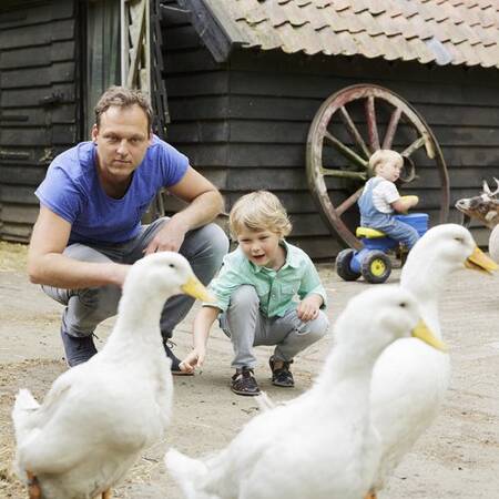 Streichelzoo mit Hasen, Ziegen und anderen Tieren im Center Parcs Het Meerdal