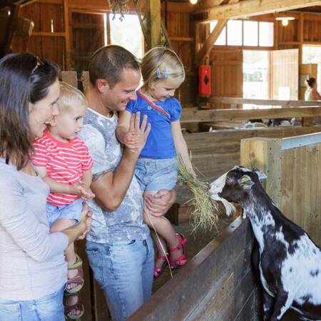 Eine Familie im Streichelzoo Les Trois Forêts von Center Parcs