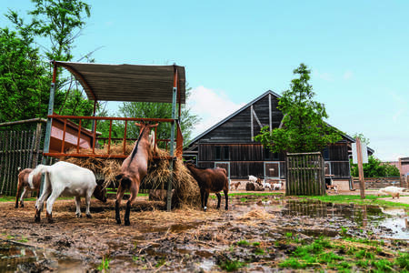 Ziegen auf der Tierfarm Bellevie im Center Parcs Villages Nature Paris