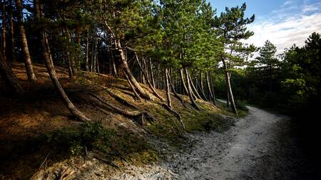 Das Naturschutzgebiet Schoorlse Duinen im Ferienpark Dutchen Park Duynvoet