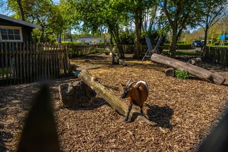 Ziegen auf der Weide im Ferienpark EuroParcs Buitenhuizen