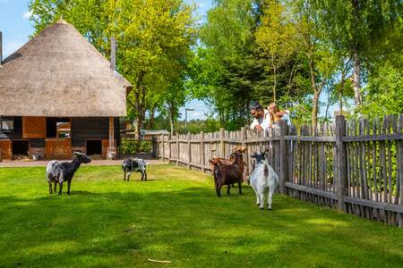 Ziegen im Streichelzoo des Ferienparks EuroParcs De Wije Werelt