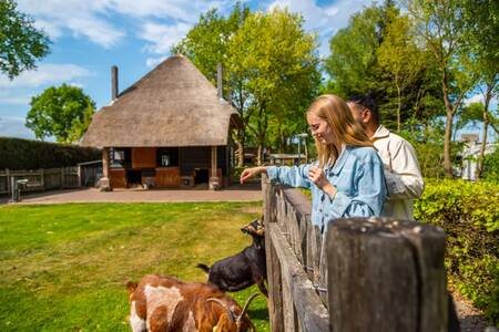 Paar auf dem Kinderbauernhof des Ferienparks EuroParcs De Wije Werelt