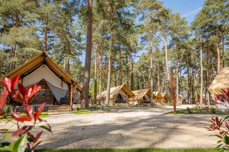 Glamping-Zelte auf einer Allee im Ferienpark EuroParcs Hoge Kempen