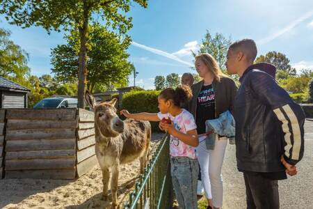 Familie mit einem Esel im Streichelzoo des Ferienparks EuroParcs Molengroet