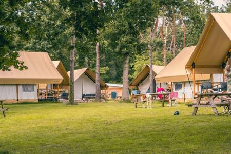 Glamping-Zelte auf einem Campingplatz im Ferienpark EuroParcs Reestervallei
