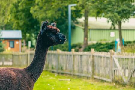 Alpaka auf der Alpakawiese im Ferienpark EuroParcs Zuiderzee