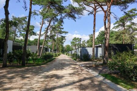 Ferienhäuser an einer Allee im Ferienpark EuroParcs de Zanding