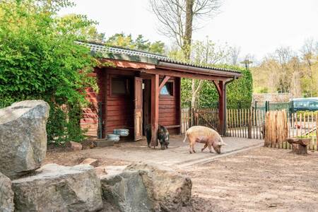 Zwei Schweine auf der Weide im Ferienpark Europarcs de Achterhoek
