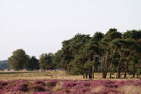 Wälder und Heide in der Nähe des Ferienparks Familiehuis Nunspeet