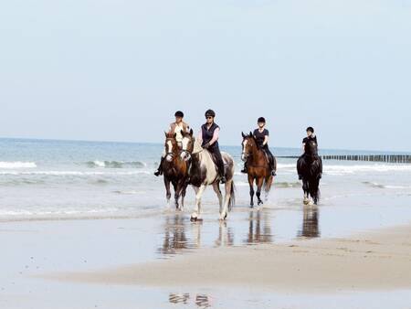 Reiten am Strand von Ameland - Landal Ameland State