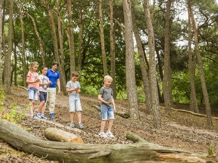 Landal De Lommerbergen liegt wunderschön inmitten eines Waldes