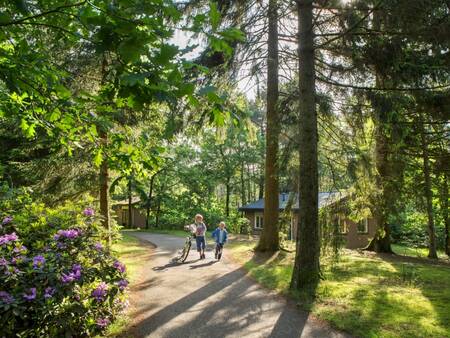 Ferienhäuser mitten im Wald im Ferienpark Landal Heideheuvel