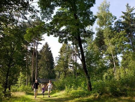 Landal Heideheuvel liegt inmitten der Wälder der Veluwe