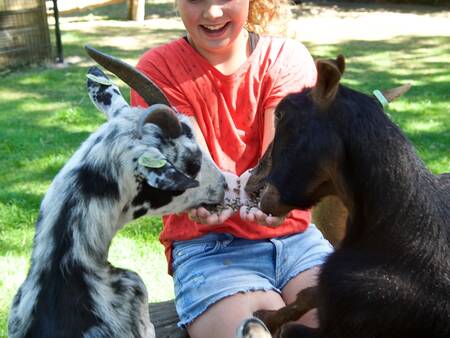 Kind mit 2 Ziegen im Streichelzoo im Ferienpark Landal Heihaas