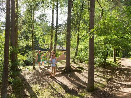 Der Ferienpark Landal Miggelenberg liegt mitten in den Wäldern der Veluwe