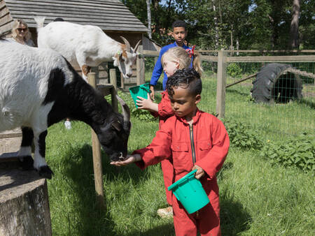 Kinder füttern Ziegen im Streichelzoo im Ferienpark Landal Twenhaarsveld