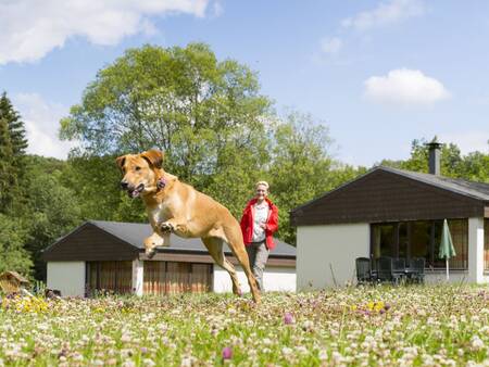 Frau mit Hund auf einer Wiese vor Ferienhäusern im Ferienpark Landal Wirfttal