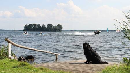 Hund auf einem Steg am Veluwemeer im Ferienpark Molecaten Park Flevostrand