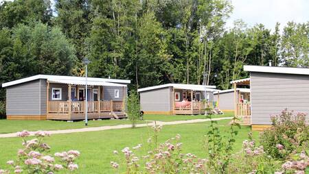 Chalets vom Typ "Pimpernel" an einem Weg im Ferienpark Molecaten Park Rondeweibos