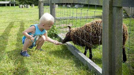 Ein Junge mit einem Schaf auf der Weide des Ferienparks Molecaten Park Wijde Blick