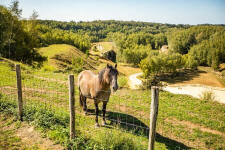 Pferd auf der Wiese in den Hügeln von Süd-Limburg in der Nähe des Ferienparks Resort Mooi Bemelen