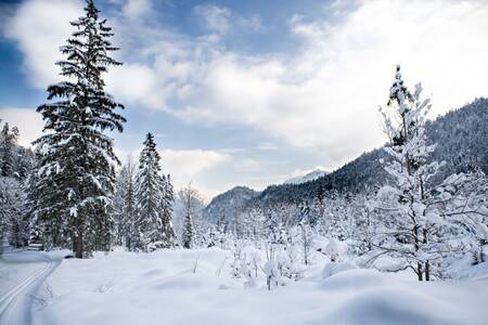Schönes Winterfoto mit Schnee in der Nähe des Roompot Bergresort Winterberg