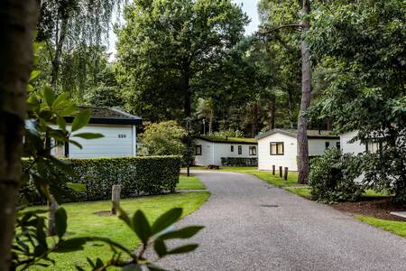 Ferienhäuser im Ferienpark Roompot Bospark de Schaapskooi