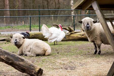 Tiere aus dem Streichelzoo im Ferienpark Roompot De Veluwse Hoevegaerde