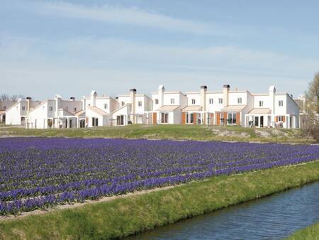 Ferienhäuser entlang der Blumenzwiebelfelder im Ferienpark Roompot Duinresort Dunimar