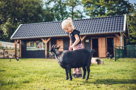 Kind mit einer Ziege auf der Weide des Ferienparks Ackersate
